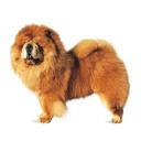 Chow Chow Dog Breed