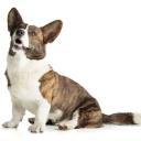 Cardigan Welsh Corgi