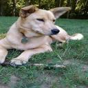 Carolina Dog Breed