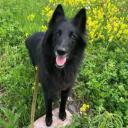 Belgian Sheepdog Photo