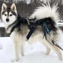 Alaskan Klee Kai