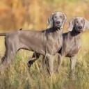 Two Weimaraner Dogs