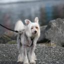 Chinese Crested