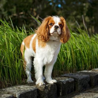 Cavalier King Charles Spaniel Image