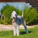 Bedlington Terrier Dog