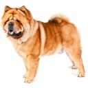 Chow Chow