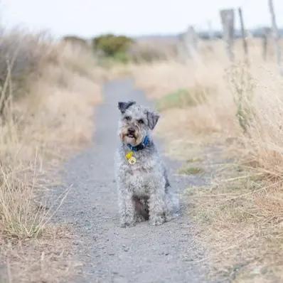 Schnoodle Image