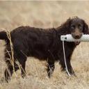 Boykin Spaniel Dog