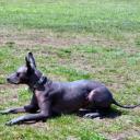 Xoloitzcuintli Photo