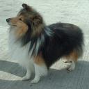 Shetland Sheepdog Photo