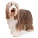 Bearded Collie Dog Breed
