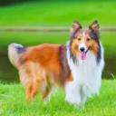 Shetland Sheepdog Breed