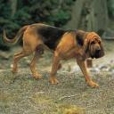 Bloodhound Dog Breed