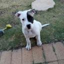 Staffy Bull Bullmastiff Puppy