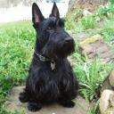 Scottish Terrier Dog