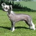 Chinese Crested Dog Breed