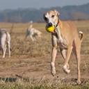 Whippet Dog