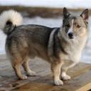 Swedish Vallhund breed