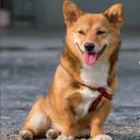 Corgi Inu Dog Breed