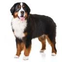 Bernese Mountain Dog