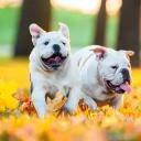 Two Bulldogs