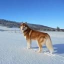 Siberian Husky Dog