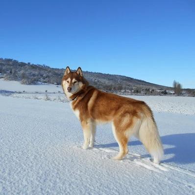 Siberian Husky Image