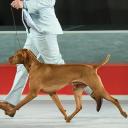 Vizsla in Dog Show