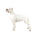 Dogo Argentino