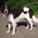 Drentsche Patrijshond Dog Breed