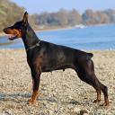 Doberman Photo