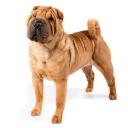 Chinese Shar-Pei Dog