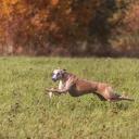 Whippet Dog Breed