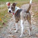 Australian Shepherd Pit Bull