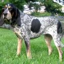 Bluetick Coonhound