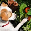 Can Dogs Eat Tomatoes-1