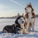 Two Siberian Husky