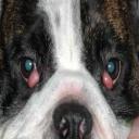 Cherry Eye in Dogs-3