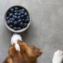 Can Dogs Eat Blueberries-2