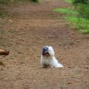 Coton de Tulear Dog Breed