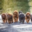 Tibetan Mastiff Puppies