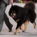 Tibetan Mastiff