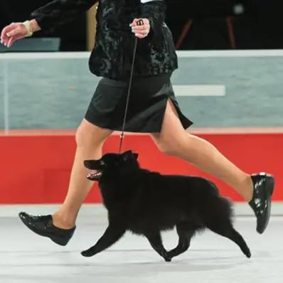 Schipperke Image