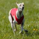 Whippet Dog Photo