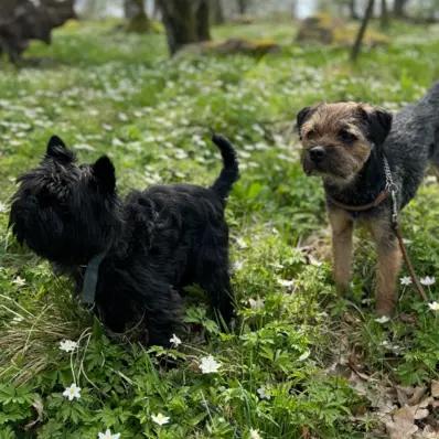 Affen Border Terrier Image