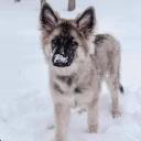 Shiloh Shepherd Dog Breed