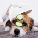 Can Dogs Eat Cucumbers-1