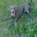 Blue Lacy dog