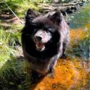 Swedish Lapphund dog  breed