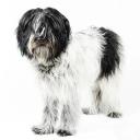 Schapendoes Dog Breed